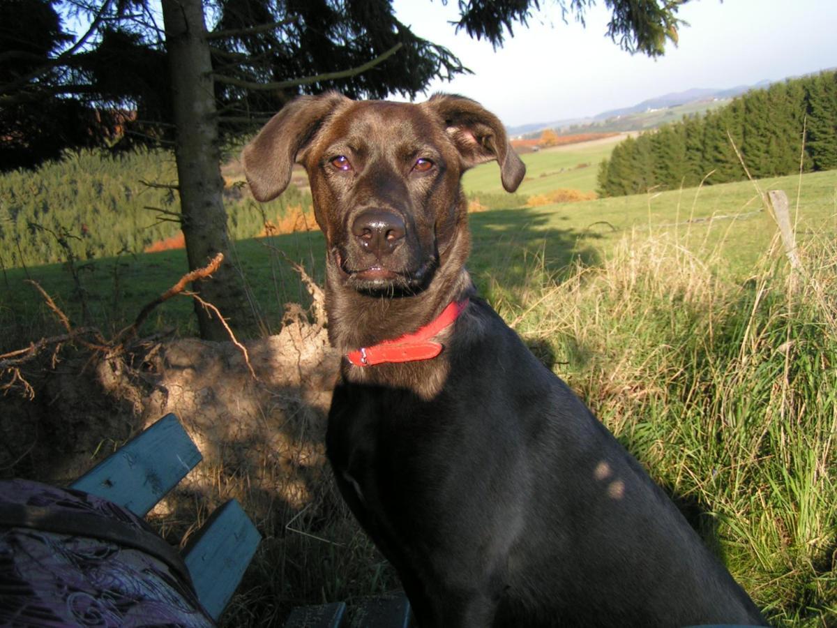 Fewo Talula - Sauerland Mit Hund Apartment Medebach Exterior photo